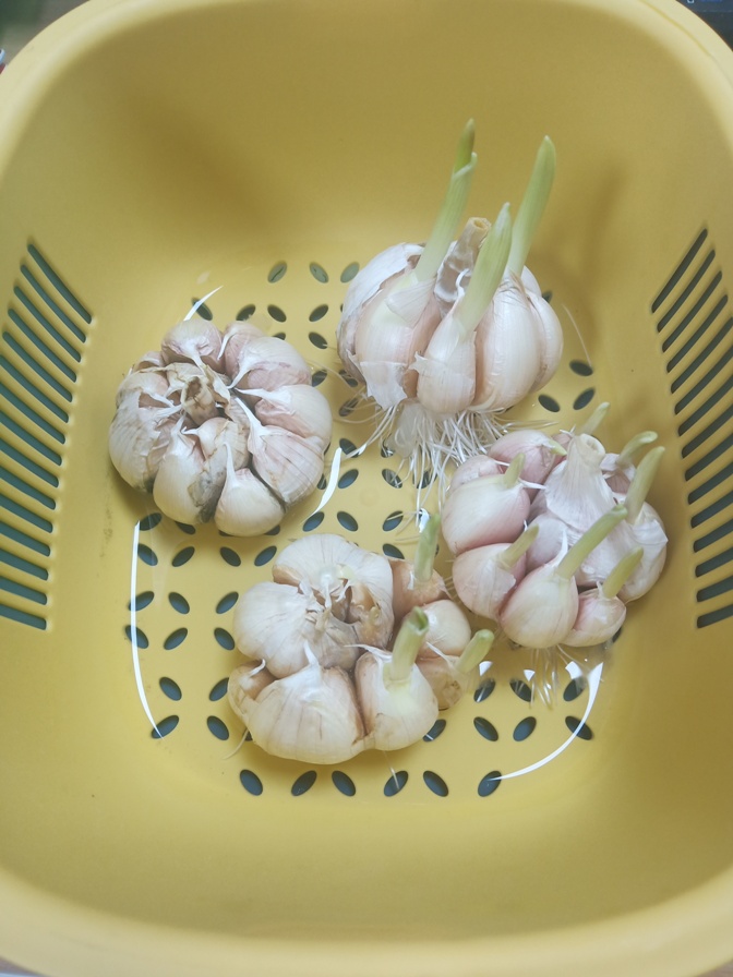 大蒜.jpg