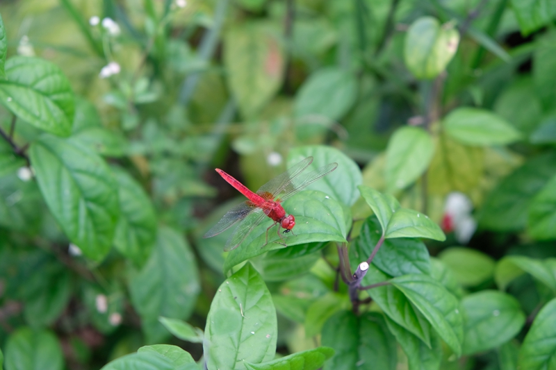 DSCF3821.JPG