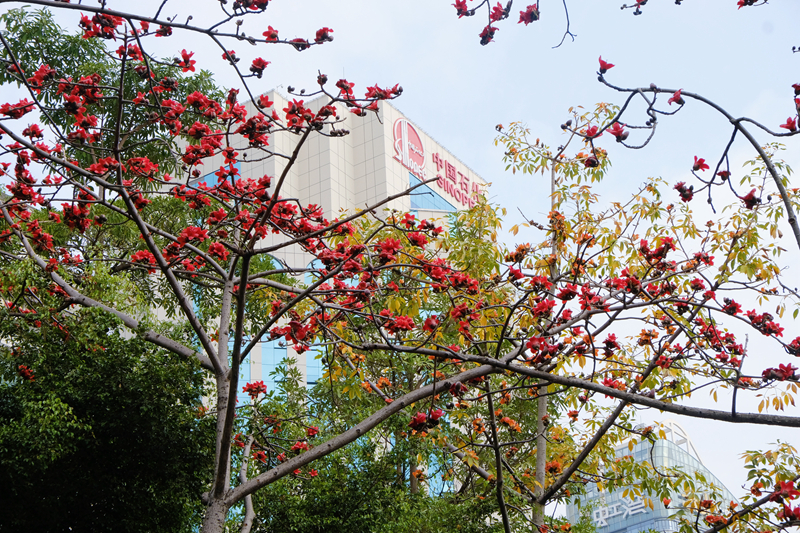 5. Kapok flowers are in bloom near Jingmi Park in Futian District.jpg