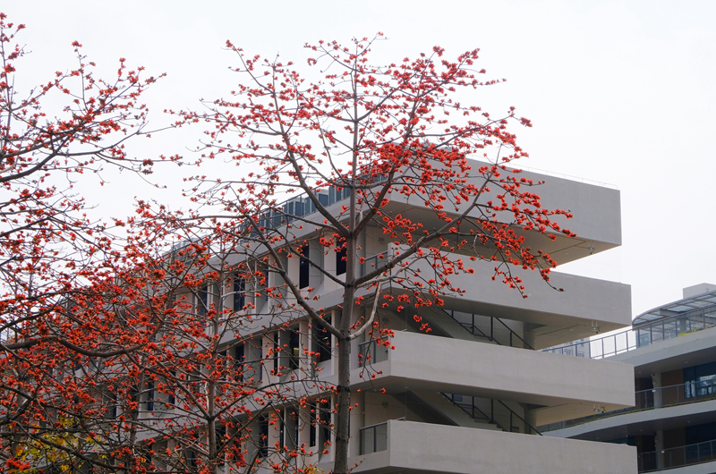 6. Kapok trees are in full bloom in front of Futian District Library.jpg