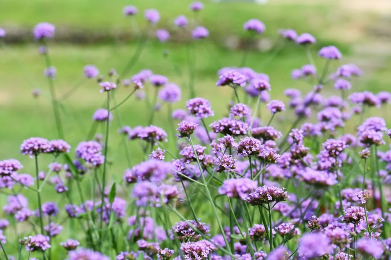 陈苡-花田采风 (2).jpg 图片