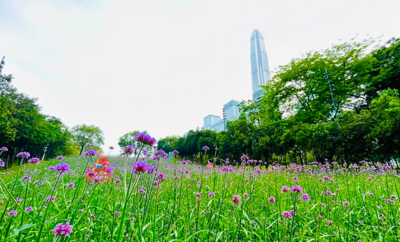 卡拉-很美的一抹紫色.jpg 图片