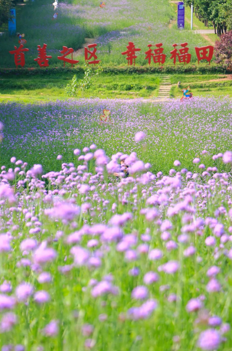 16-何玉萍-爱的味道市民花田知道! (2).jpg 图片