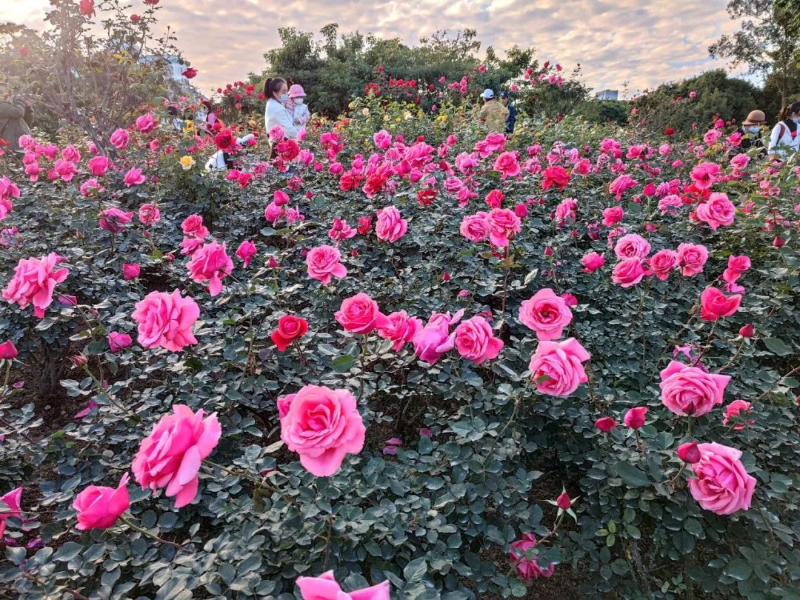 IMG_9082_副本.jpg 图片